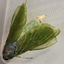 Puriri Moth
