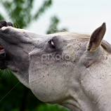 Arabian stallion  by Christiane Baur -  