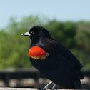 red wing black bird