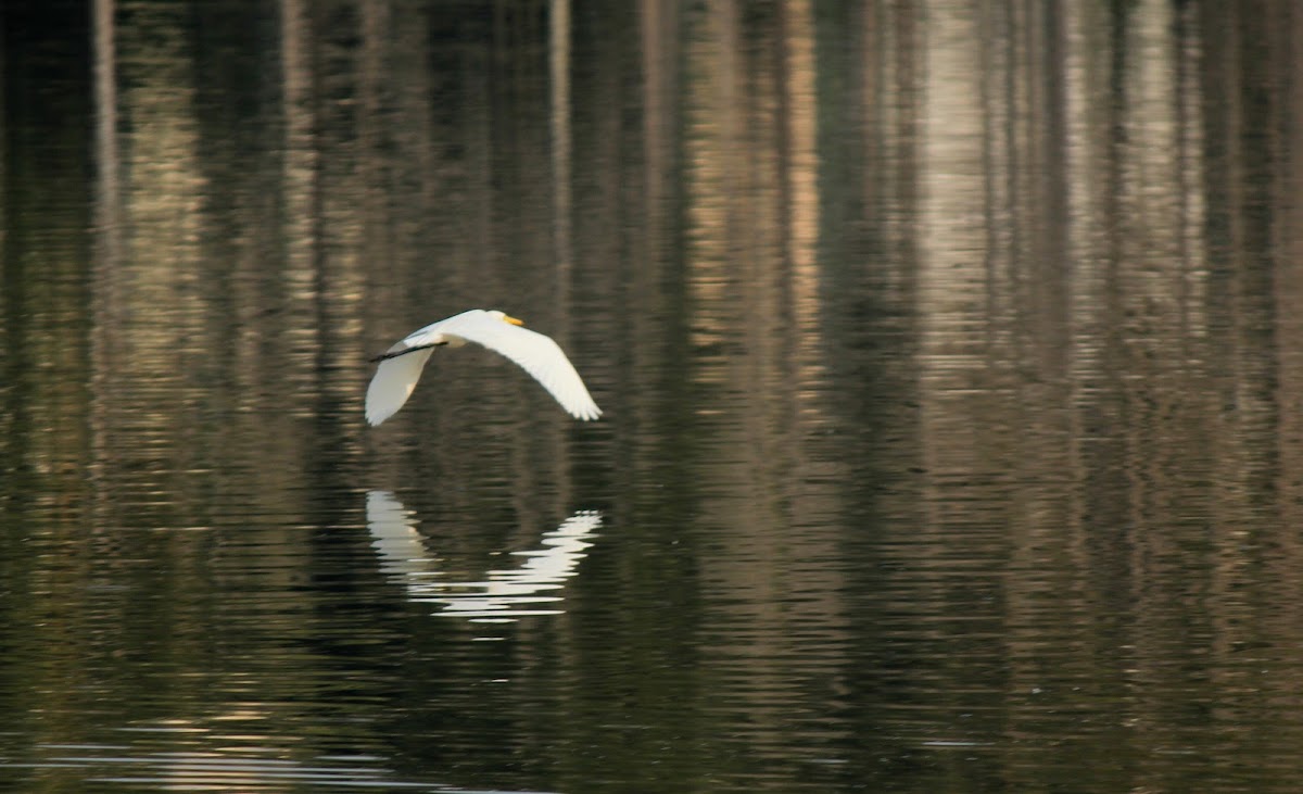 Great Egret