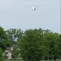 Great Egret (Great White Heron)