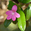 Lemonia, Pink Ravenia