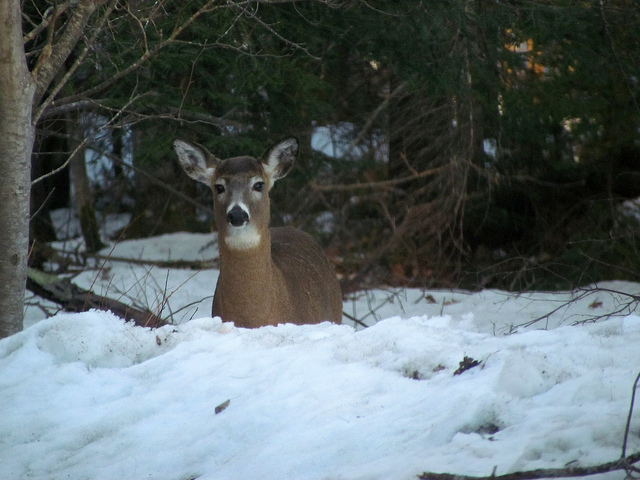 White-tailed deer