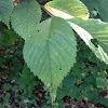 Slippery Elm