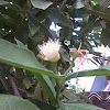 Guava Flower