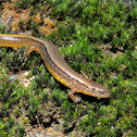 Northern Two-Lined Salamander