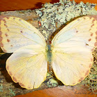 Orange-Barred Sulphur Female
