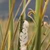 Salt Marsh Moth