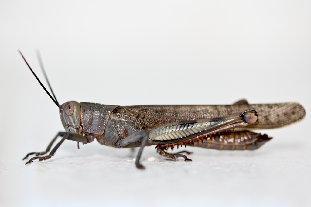 Australian Giant Grasshopper