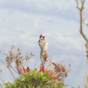 Acorn Woodpecker