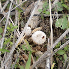 Winter Stalkball fungus