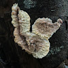 Merulian crust fungus