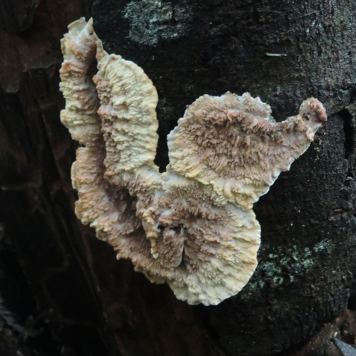 Merulian crust fungus
