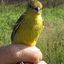 Orchard Oriole (female)