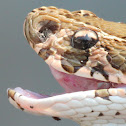 Russell's viper