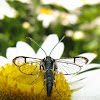 Lesser Peachtree Borer Moth