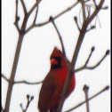 Northern Cardinal