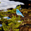 Mountain Bluebird