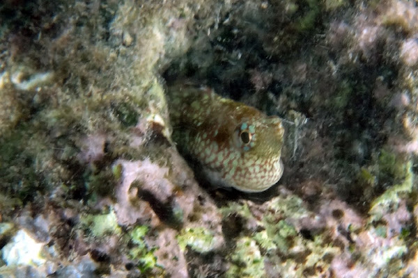 Bullethead Blenny | Project Noah