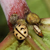 Indian Wave Striped Ladybug , Leaf Beetle ,Unknown bug