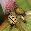 Indian Wave Striped Ladybug , Leaf Beetle ,Unknown bug