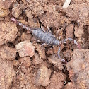 Southern Scorpion / Wood Scorpion