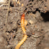 Soil centipede