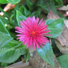 Candy Apple Red Ice Plant