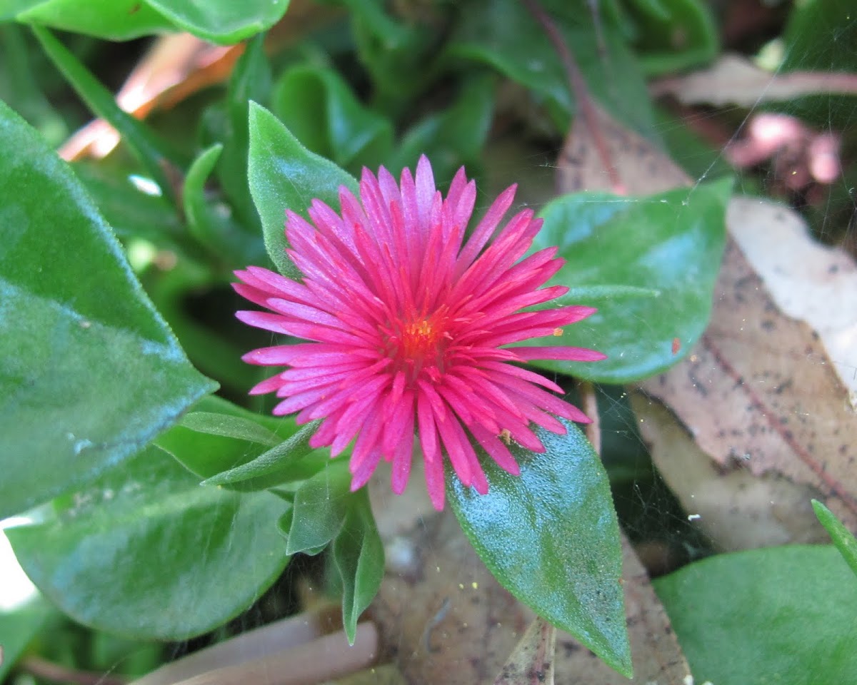 Candy Apple Red Ice Plant