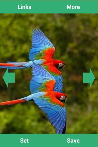 Parrots Wallpapers