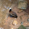 White-faced Whistling duck