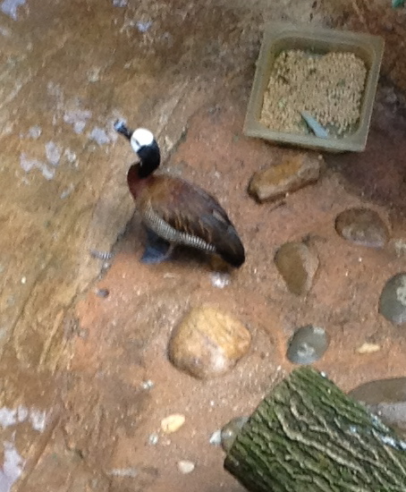 White-faced Whistling duck