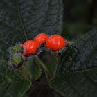 Solanum , fruta