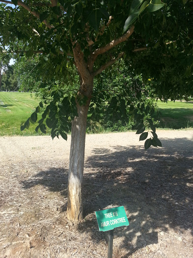 Tree #16 Amur Corktree