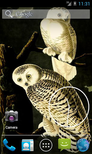 Audubon's OWLS HD+ Wallpaper