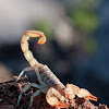 Escorpión del Desierto (Giant Hairy Scorpion)