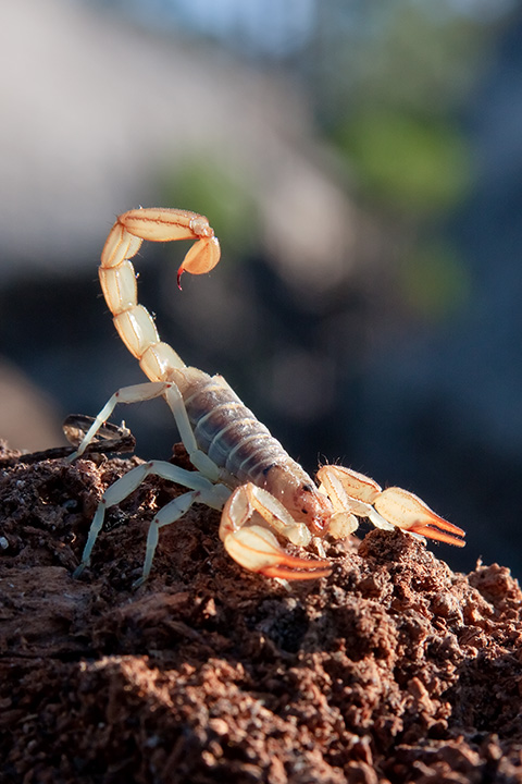 Escorpión del Desierto (Giant Hairy Scorpion)