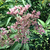 Joe-Pye Weed