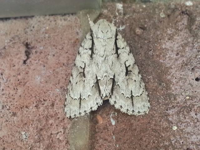 Lobelia Dagger Moth