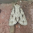 Lobelia Dagger Moth