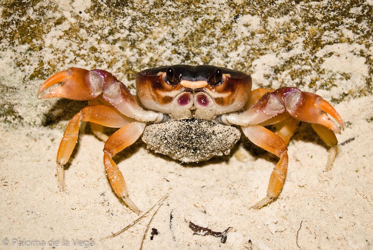 Crab with eggs