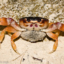 Crab with eggs
