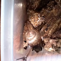 Terrestrial snail