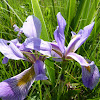 Blue-flag Iris