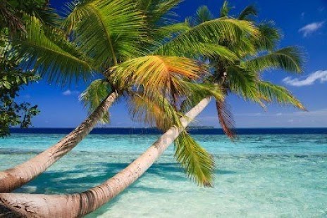 How to download Tropical Paradise Wallpapers 2.0.6 apk for android