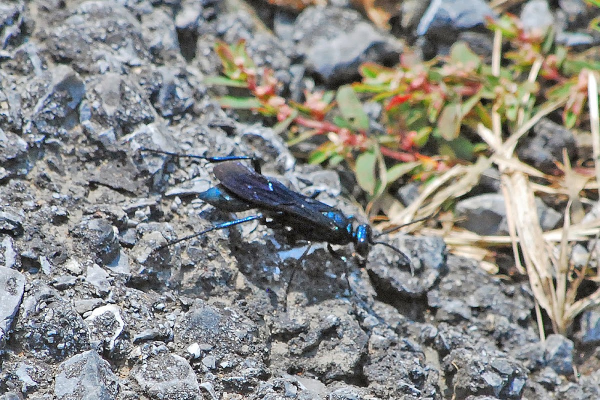Blue Sphecid Wasp