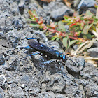 Blue Sphecid Wasp