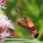 Hummingbird Clearwing Moth