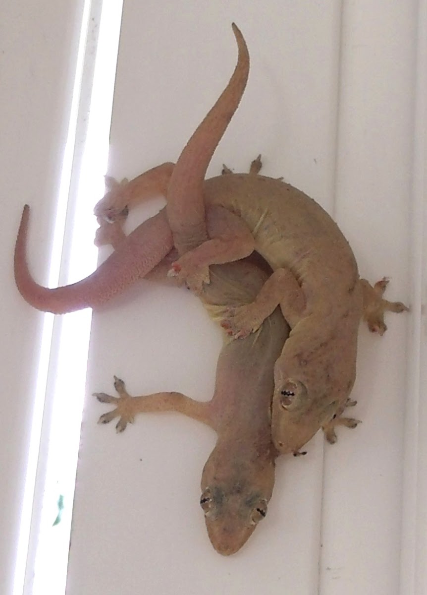 House geckos