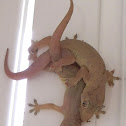House geckos